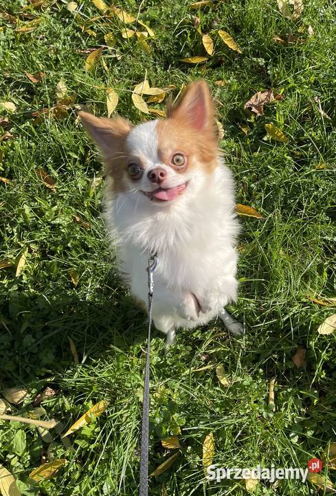 Piękny piesek chihuahua ZKwP Trzebnica