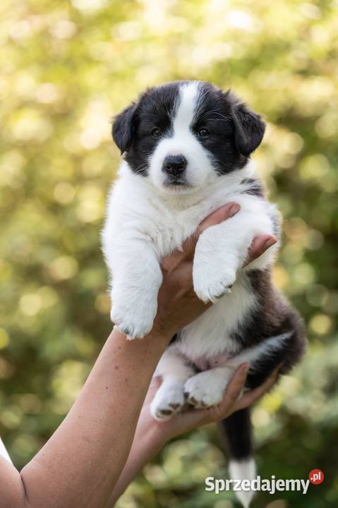 Szczeniaki welsh corgi cardigan Warszawa