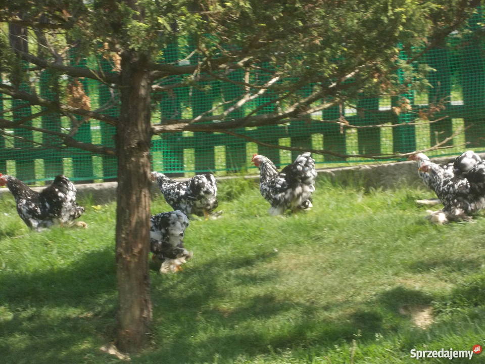 Kochin miniaturowy pary Czchów