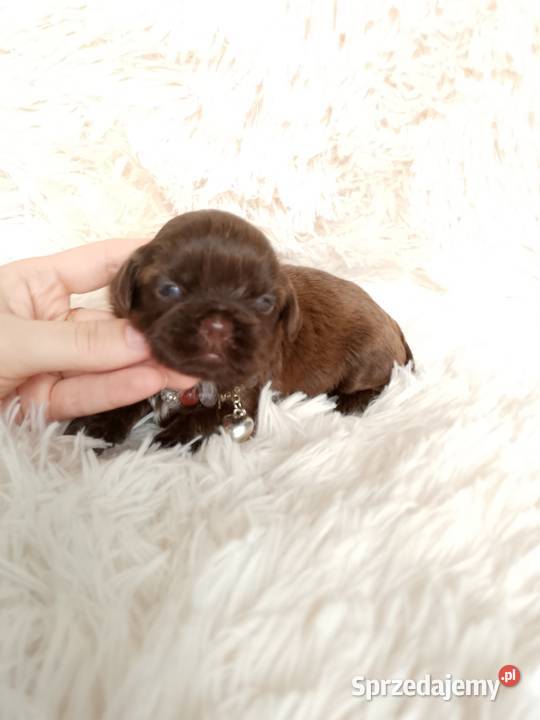 Śliczna czekoladowa suczka rasy ShihTzu