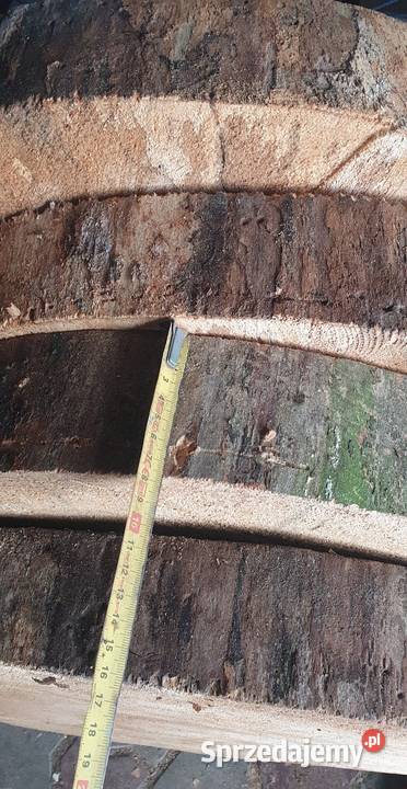 Plastry drzewa olcha Pakość