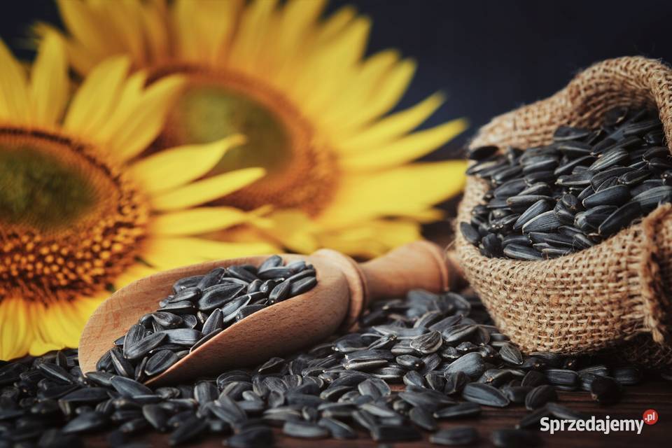 pokarm KARMA PTAKÓW zimujących SŁONECZNIK czarny mazowieckie Cieśle sprzedam