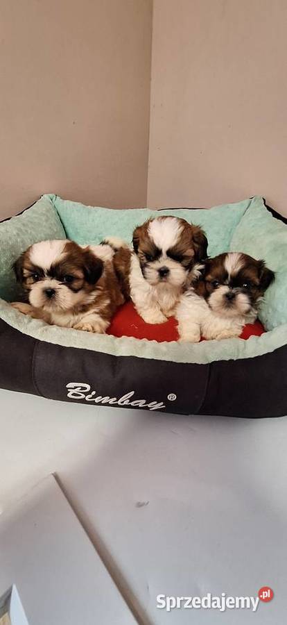 Shih Tzu szczeniaczki Przysucha