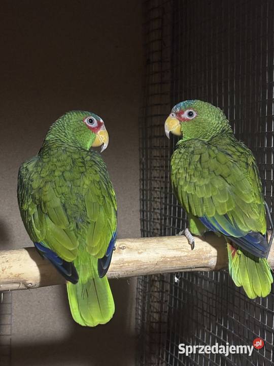 Amazonki niebieskoczelne pąsowe białoczelne świętokrzyskie Pińczów sprzedam