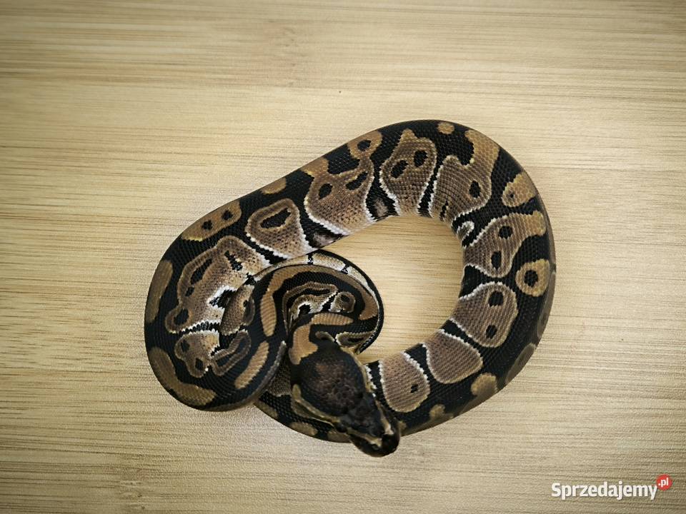 Pyton królewski Classic poss het Genetic Stripe sprzedam