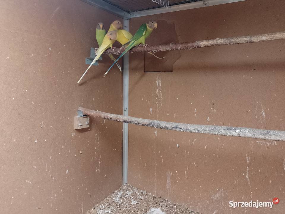 Aleksandretty Sliwoglowa Bochnia