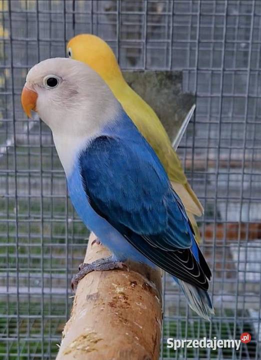 Nierozłączka Fischer młode łatwo się oswajają i wielkopolskie Poznań sprzedam