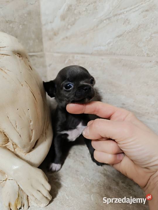 Chihuahua liliowy Warszawa