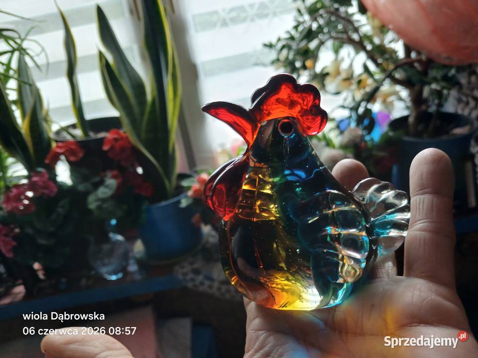 Kogut Murano mazowieckie Warszawa