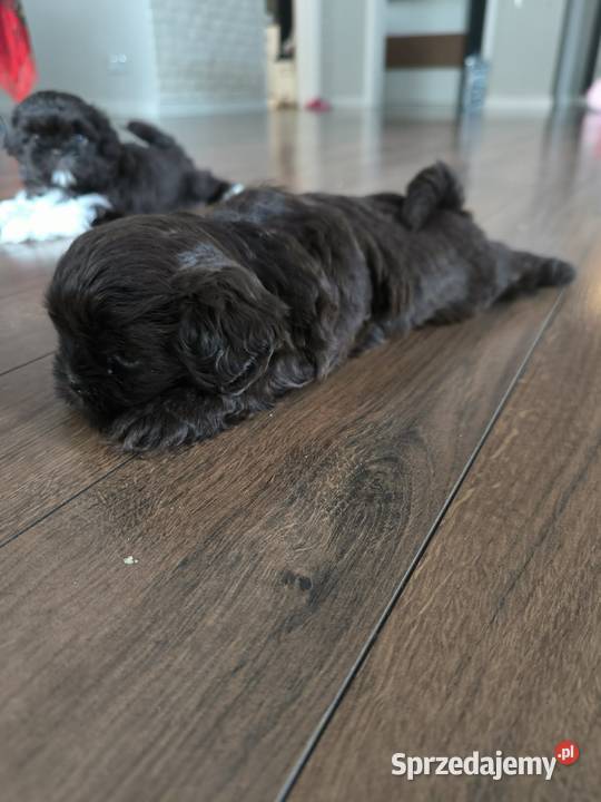 Shi TZU czekoladowe Staszów