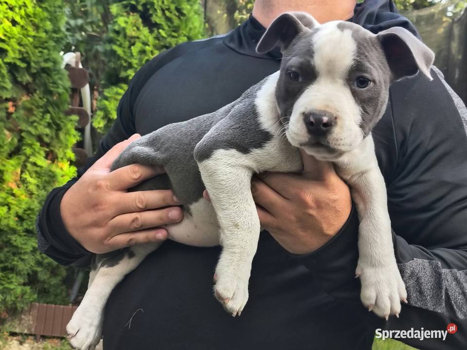 American Bully ABKC standard pies suka Warszawa