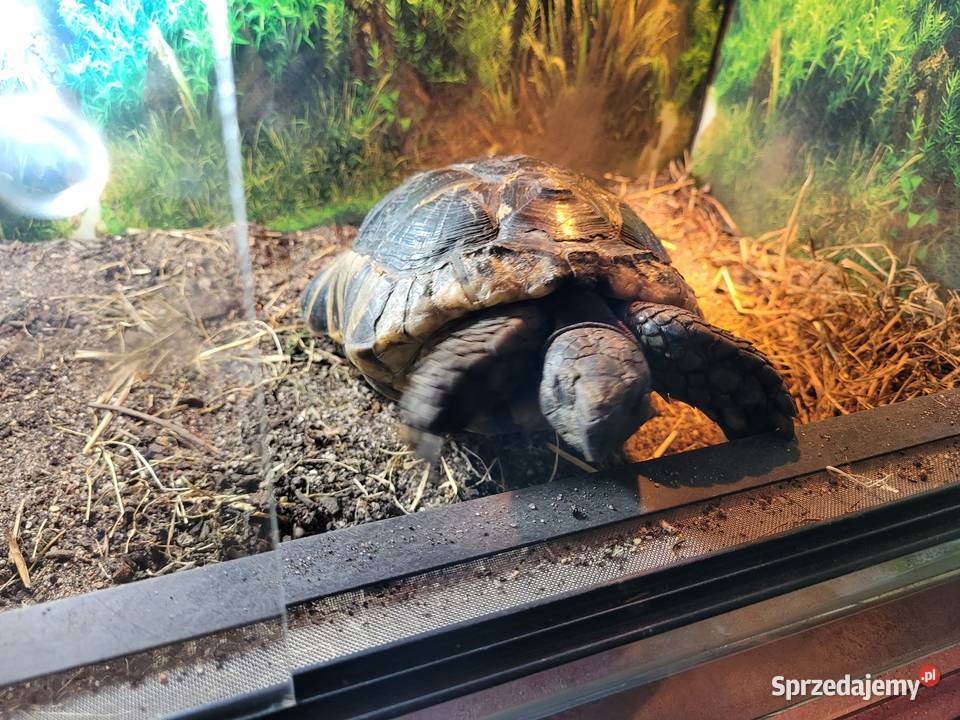 Żółw Obrzeżony Objezierze