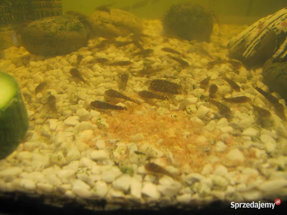 Młode glonojady Toruń