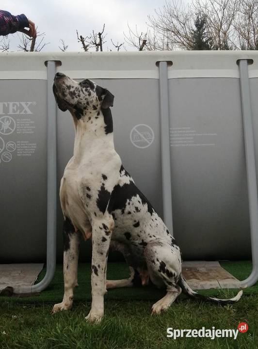Dog Niemiecki Szczeniaki Oborniki sprzedam