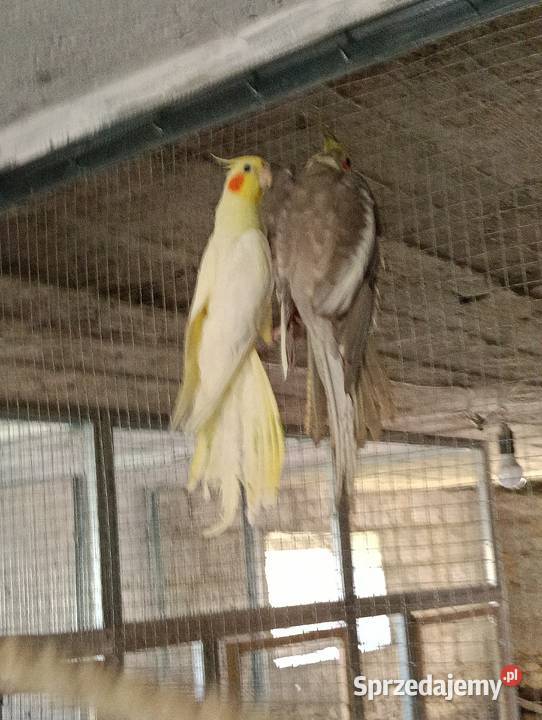 Nimfy 3 sztuki likwidacja promocja Brzeziny