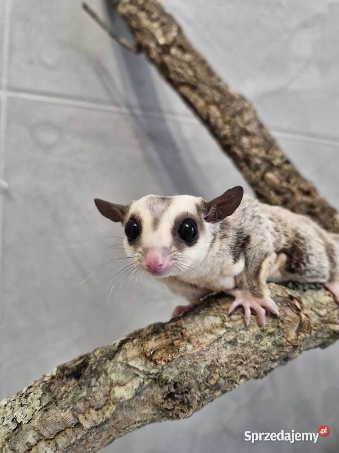 Lotopałanki Karłowate samice I samce Oława