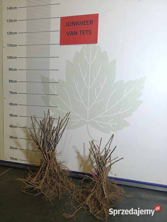 Sadzonki porzeczki czerwonej 23 wybór Jonker Stary Pożóg