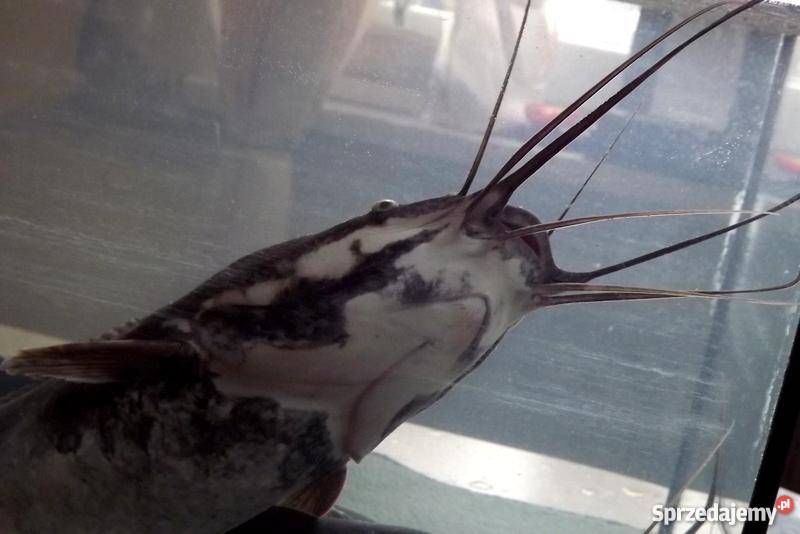 Sum afrykański ryba konsumpcyjna kujawsko-pomorskie Tuchola