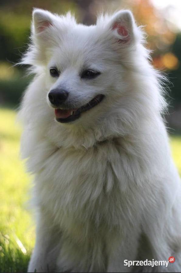 Cudny Szpic Średni Biały śląskie Bielsko-Biała