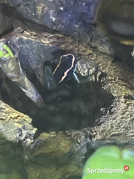 Phyllobates Vittatus Warszawa