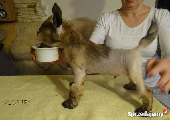 Szczeniaczki Grzywacz chiński PP i HL rodowód