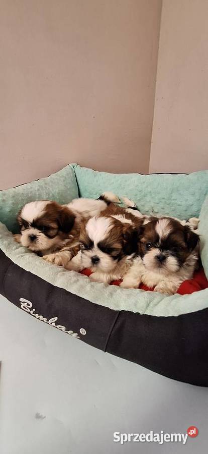 Shih Tzu szczeniaczki Przysucha