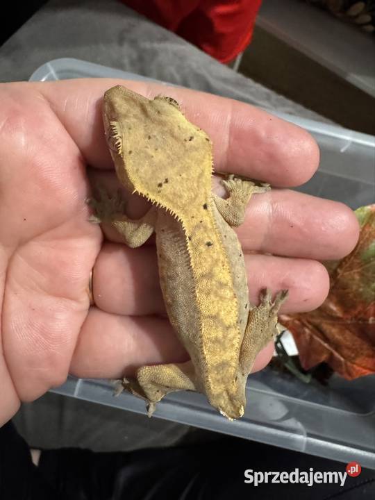 Gekon orzęsiony samiczka Jastrzębie-Zdrój
