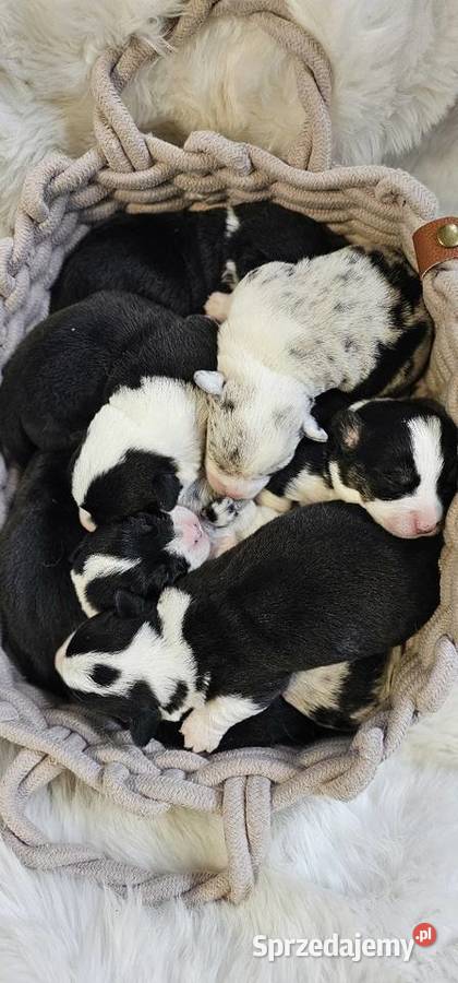 Welsh Corgi Cardigan dziewczynka suczka Pszów