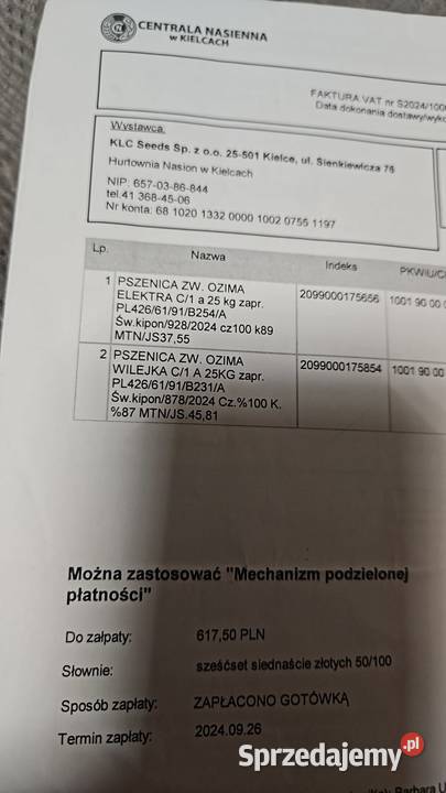 Pszenica oscista Bodzentyn