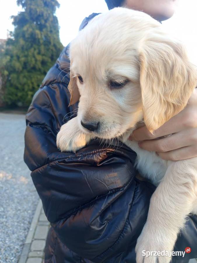 Golden retriever Gągolin