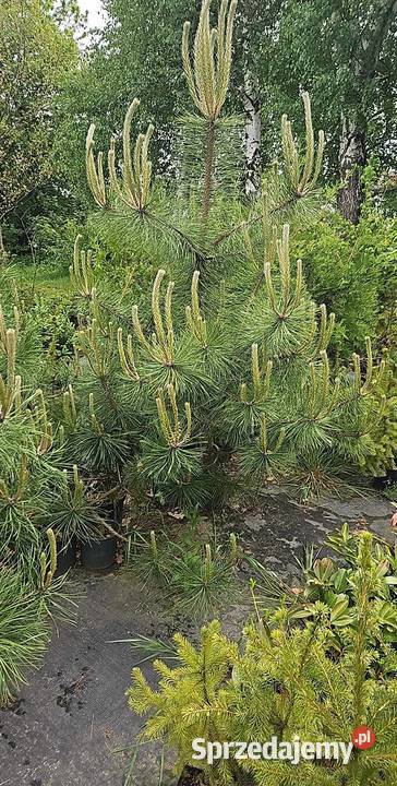 Sosna pospolita - Pinus Silvestris - 70/100cm DONICZKA