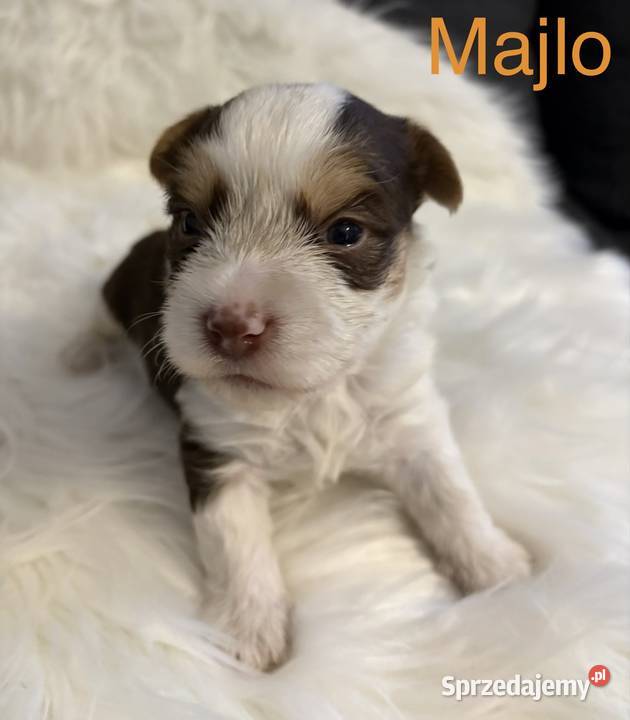 Do Rezerwacji Majlo Yorkshire Terier Brio wielkopolskie Konin