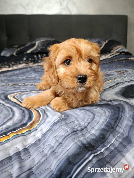 Piesek Cavapoo Szczaworyż