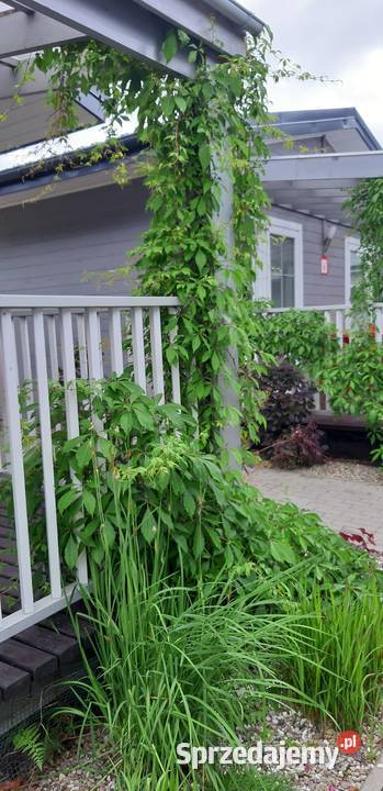 WINOBLUSZCZ pięciolistkowy dzikie wino BLUSZCZ Strzelin sprzedam