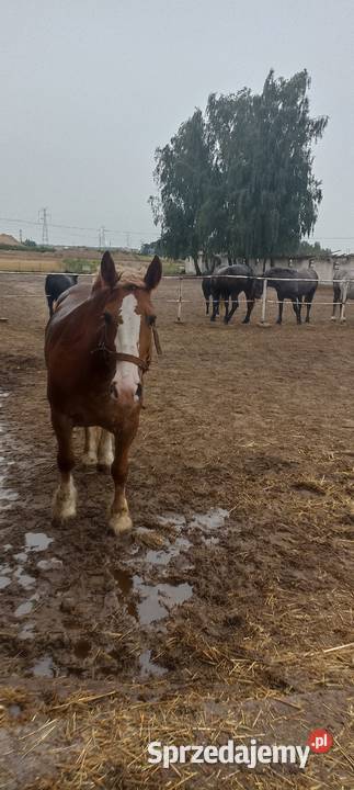Sprzedam Klacz 8 lat mazowieckie Ujrzanów