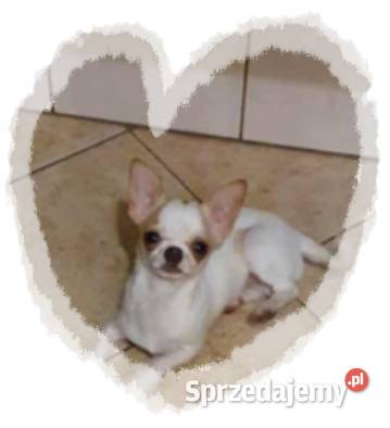Chihuahua śliczny odchowany piesek biały w łatki Częstochowa