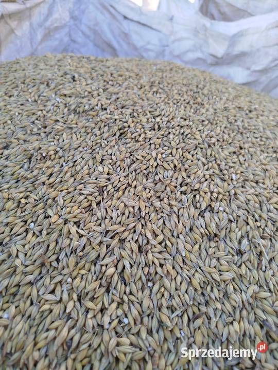 Jęczmień zimowy Aleksandra Chełm