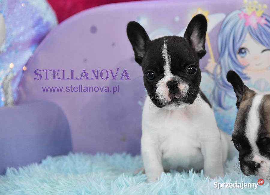 Buldog francuski szczenięta hod Stellanova FCI Zwierzęta Warszawa sprzedam