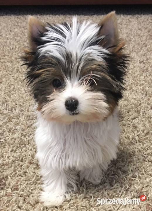 na sprzedaż dwaj śliczni chłopcy york biewer