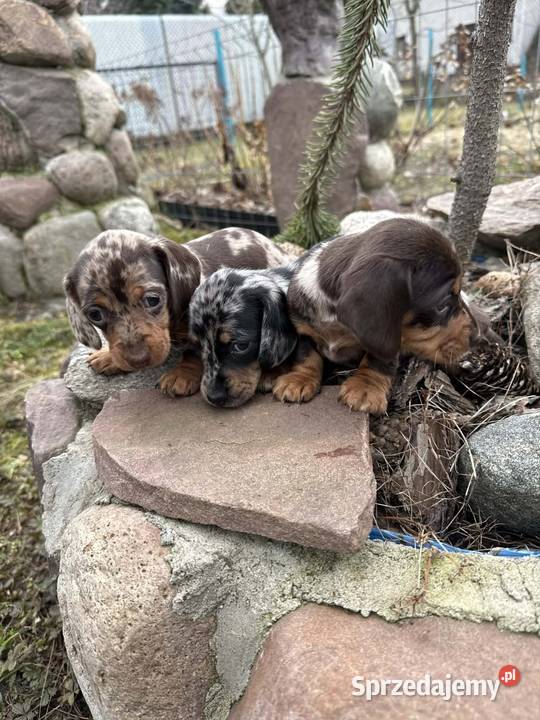 Jamniczek Choco merle Czekoladowy Żychlin