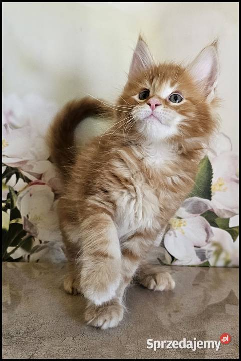 Kocurek Maine Coon Noyan Maine Coon Kraków