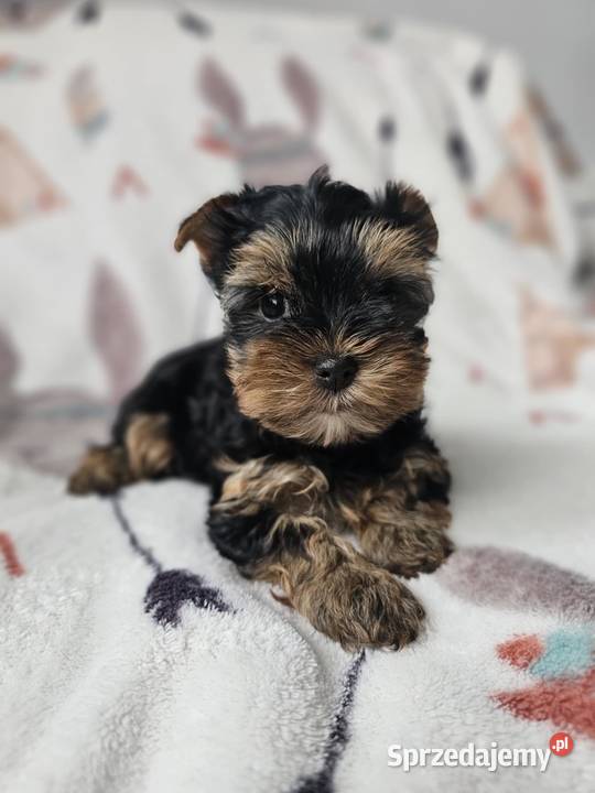 Dziewczynka Yorkshire Terrier Wyprawka Chip Częstochowa