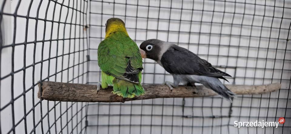 Nierozłączki Zakliczyn