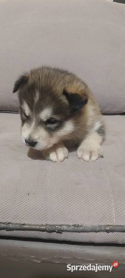 Alaskan Malamute suczka szczeniak Przemyśl