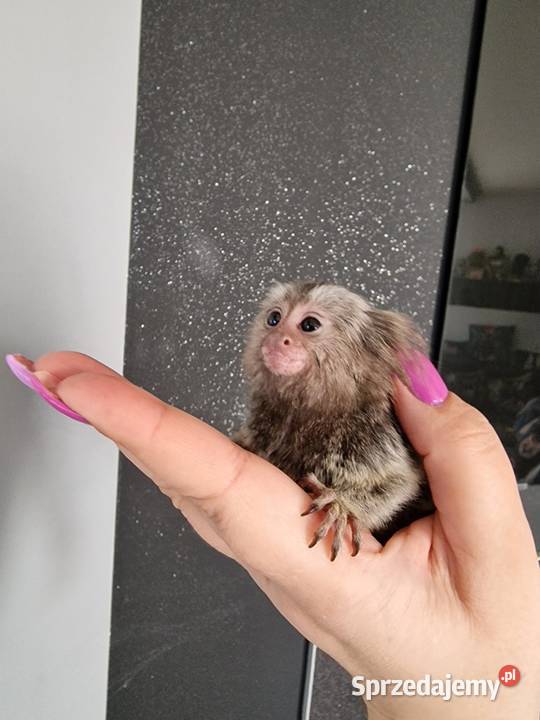 Marmozeta białoucha maluszek styczen 2022 Zwierzęta Konikowo