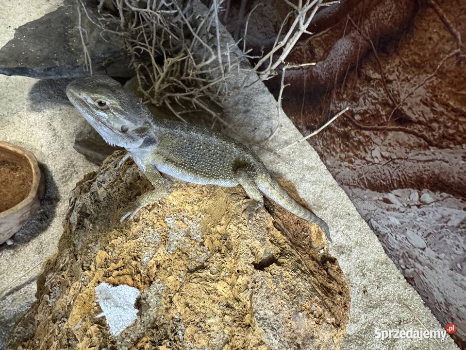 Agama brodata Poznań i wysyłka Polska sprzedam