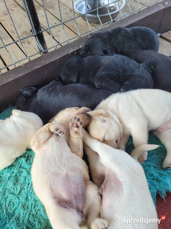 Labradory z rodowodem Mogielnica