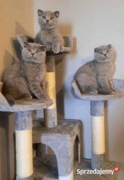 Kot brytyjski kot szkocki fold Brytyjski Płock sprzedam