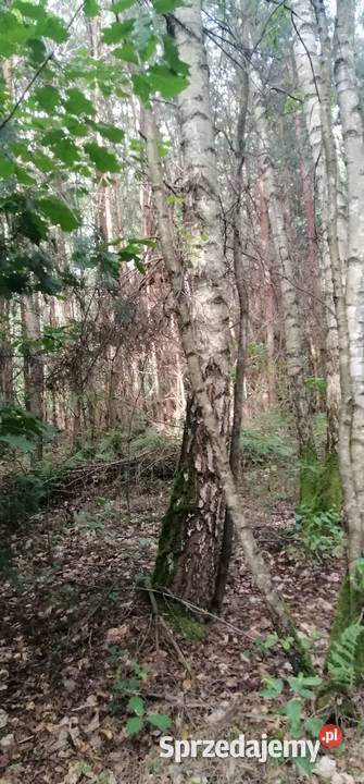 Działka las Suliszów Świętokrzyskie 088ha drewno sprzedam