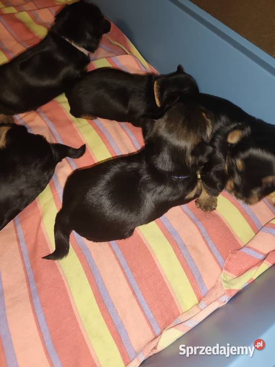 York terrier lubelskie Chełm